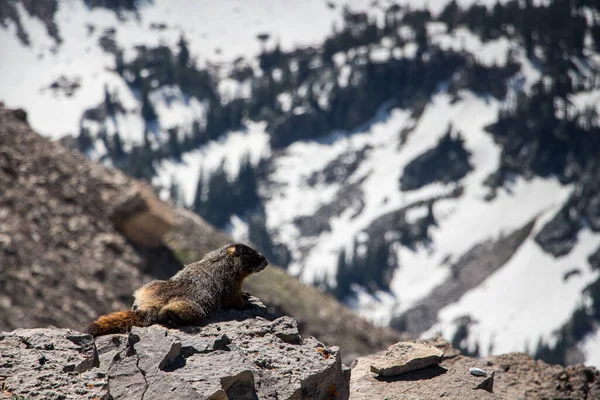 Marmota Alpina Sentada Uma Rocha Grand Teton National Park — Fotografia de Stock