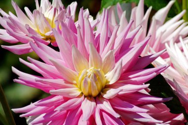 Bir çiçek bahçesinde bir dahlia çiçeği yakın