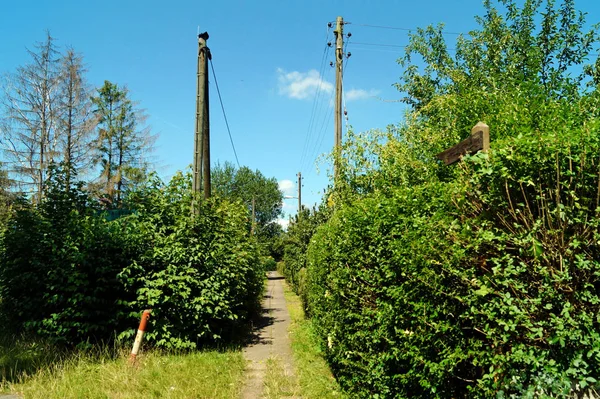 De weg voorwaarts tussen heggen — Stockfoto