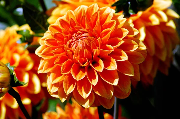 Bir çiçek bahçesinde bir dahlia çiçeği yakın