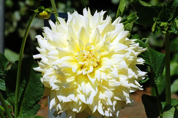 Bir çiçek bahçesinde bir dahlia çiçeği yakın