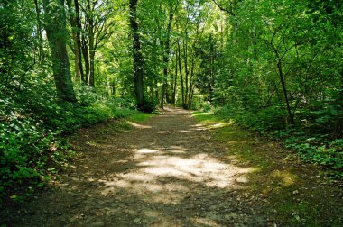 Ormanın içinden geçen yol