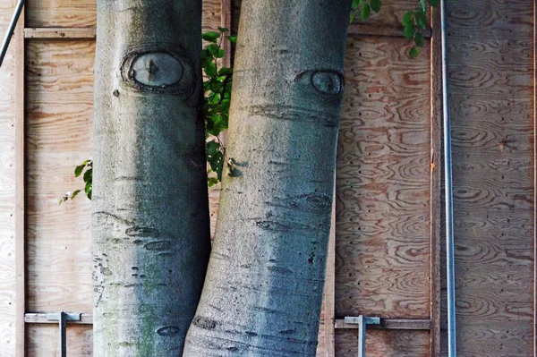 Two tree trunks in front of a wooden wall — Stock Photo, Image