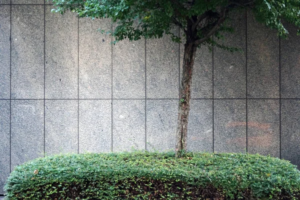 Karo duvarın önündeki ağaç