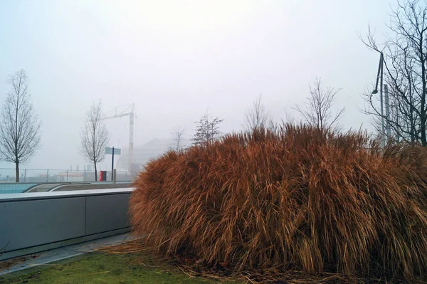 Bir şehirde çıplak ağaçlar