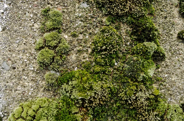 Muschio verde su un muro di cemento — Foto Stock