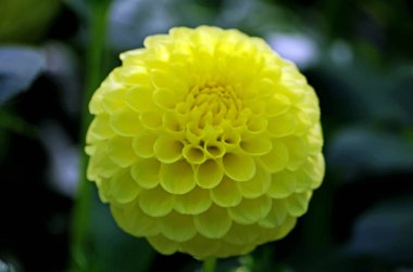 Bir çiçek bahçesinde bir dahlia çiçeği yakın