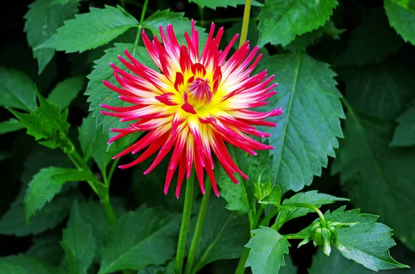 Bir çiçek bahçesinde bir dahlia çiçeği yakın