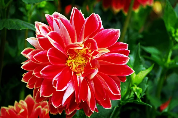 Close-up de uma flor de dália em um jardim de flores — Fotografia de Stock