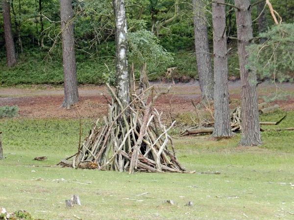 Hedmarker med träd och vissna grenar — Stockfoto