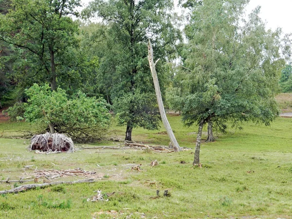 Charnecas com árvores e galhos murchas — Fotografia de Stock