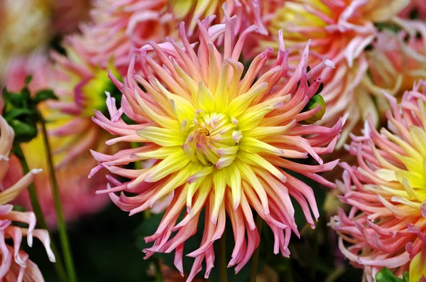 Bir çiçek bahçesinde bir dahlia çiçeği yakın