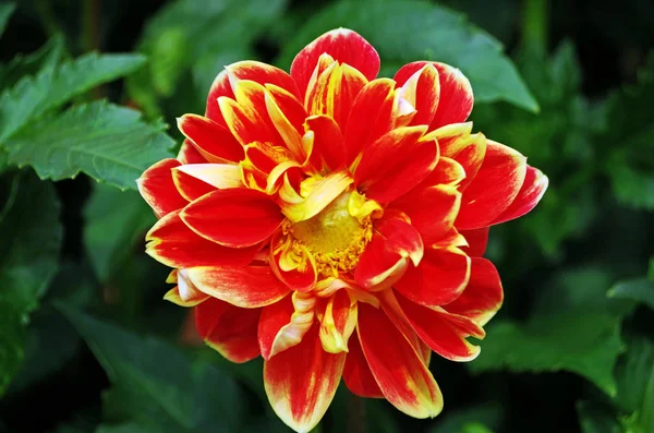 Närbild av en Dahlia blomma i en blomsterträdgård — Stockfoto