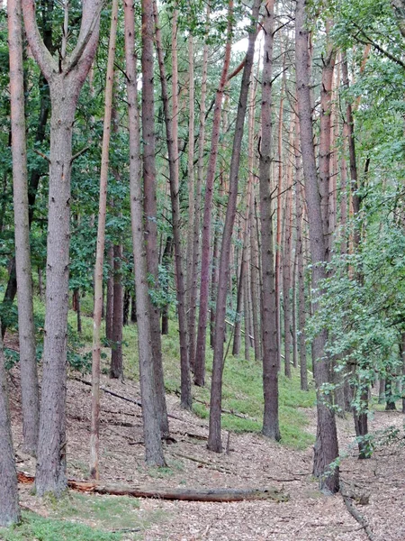 Heide mit Bäumen als Teil eines Waldes Stockbild
