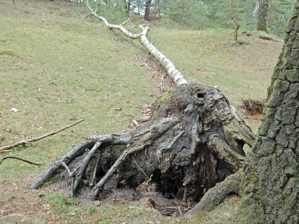 Ceppo sradicato di un albero nelle brughiere — Foto Stock