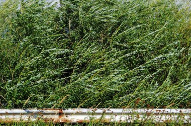 Paslı muhafız yeşil çalılara çarpıyor.