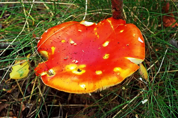 Top van een vlieg agaric — Stockfoto