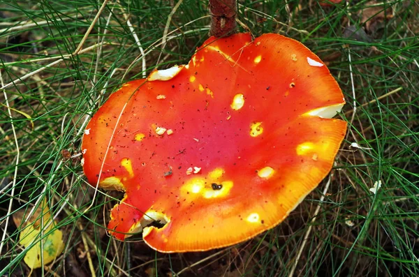 Top van een vlieg agaric — Stockfoto