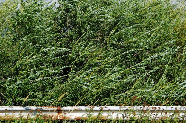 Paslı muhafız yeşil çalılara çarpıyor.