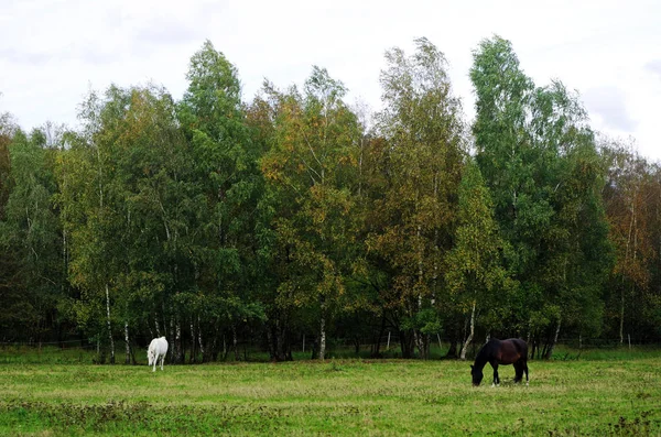 Een zwart en een wit paard op een weidegebied — Stockfoto