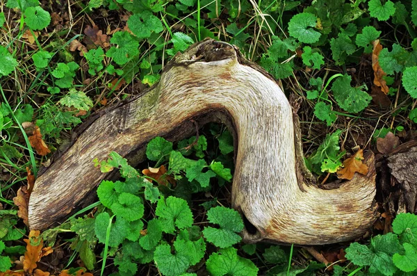 Gros plan d'un bois de racine flétri — Photo