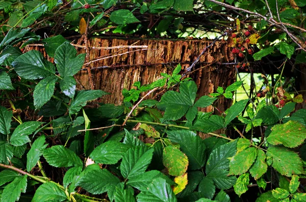 Tahta bir direğe yakın.