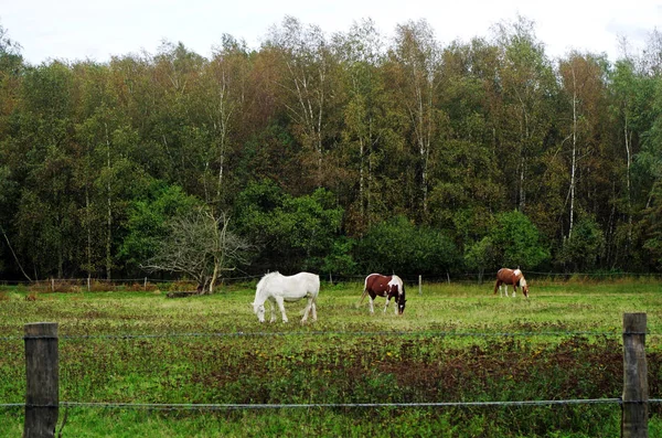 Paarden op een weidegebied — Stockfoto