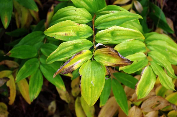 yeşil, sarı ve kahverengi sonbahar yaprakları