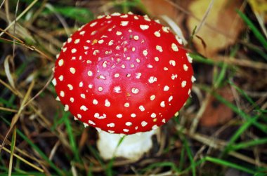 Bir sineğin tepesi.