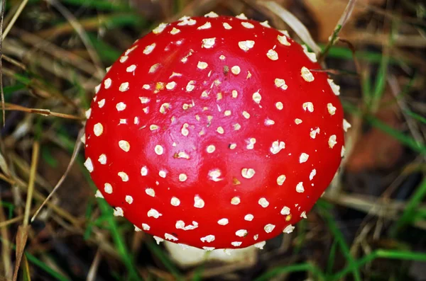 Bir sineğin tepesi.