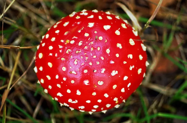 Top van een vlieg agaric — Stockfoto