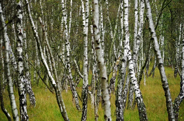 Björkträd i en mossskog — Stockfoto