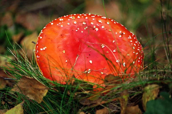 Top van een vlieg agaric — Stockfoto