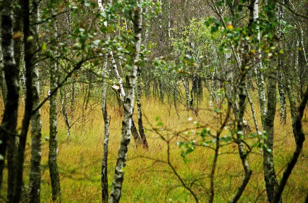 Břízy v bažinném lese — Stock fotografie