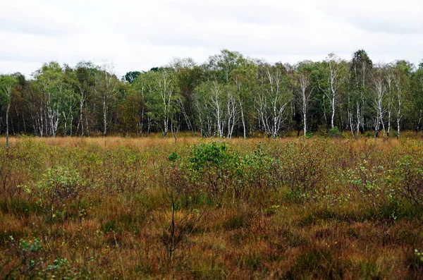 Дерево и луг в болоте — стоковое фото