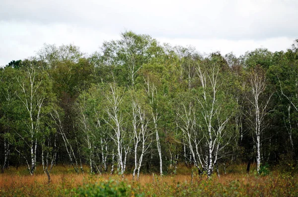 Hout en weide in een heide — Stockfoto