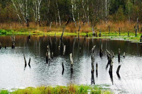 Νεκρά δέντρα σε μια λίμνη βάλτων — Φωτογραφία Αρχείου