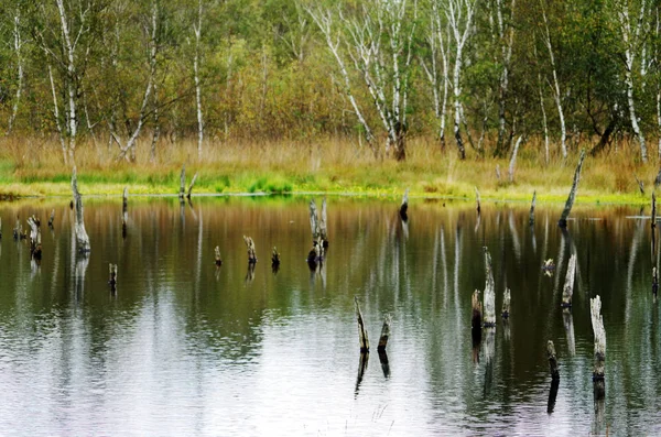 Dode bomen in een moeras meer — Stockfoto