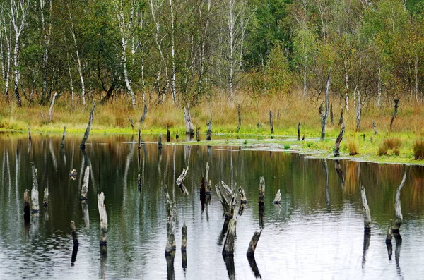 Мертвые деревья в болотном озере — стоковое фото