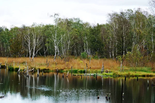 Мертвые деревья в болотном озере — стоковое фото