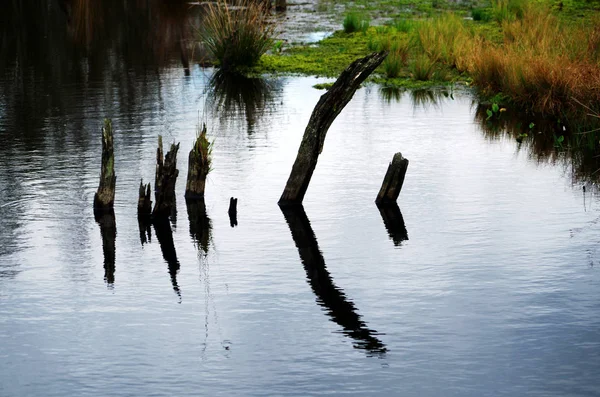 Мертві дерева на болотному озері — стокове фото