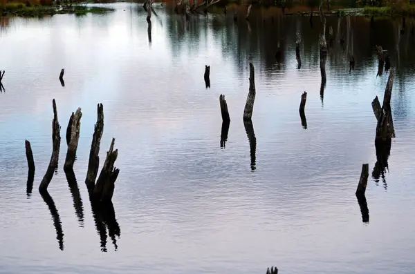 Halott fák a mocsári tóban — Stock Fotó