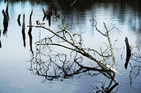 Árvores mortas em um lago de brejo — Fotografia de Stock