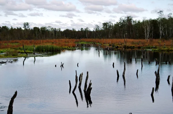 Árvores mortas em um lago de brejo — Fotografia de Stock