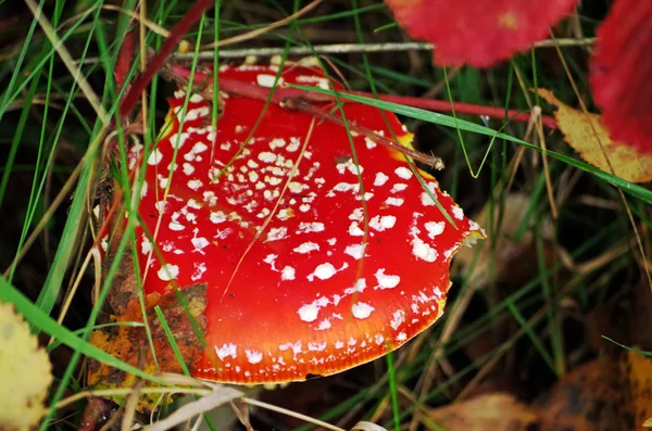 Top of a fly agaric — Stock Photo, Image