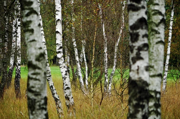 Berken bomen in een moeras woud — Stockfoto