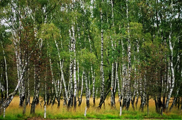 Břízy v bažinném lese — Stock fotografie