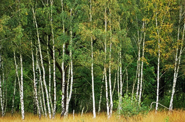 Trä och äng på heden — Stockfoto