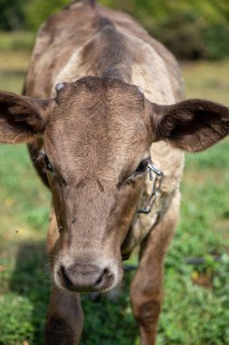 Kırsal çiftlik. Kahverengi bir buzağı güneşli bir çayırda otluyor. Close