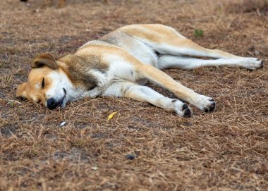 Evsiz kırmızı köpek sonbahar çim üzerinde basks.
